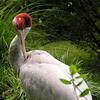 Crane