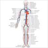 Cardiovascular disease