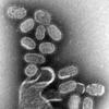 Influenza