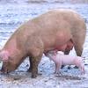 Swine flu