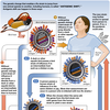 H1N1 virus