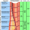 Atherosclerosis
