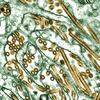 pandemic influenza