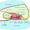 Sensorineural hearing loss