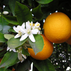 Orange Farm
